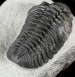 Detailed, Phacopid Trilobite - Morocco #54394-2